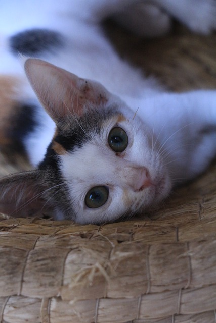 ດາວໂຫຼດຟຣີ kitten pet feline animal cat fur free picture to be edited with GIMP free online image editor