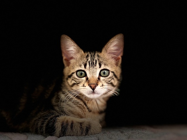 Free download kitten pet feline animals cat free picture to be edited with GIMP free online image editor