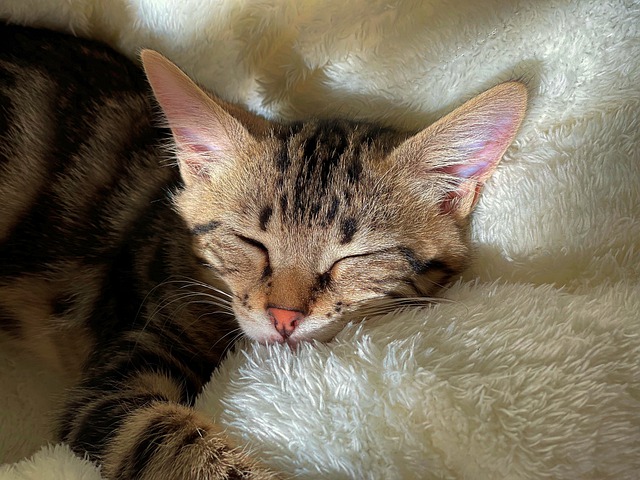 Free download kitten pet feline animal sleep free picture to be edited with GIMP free online image editor