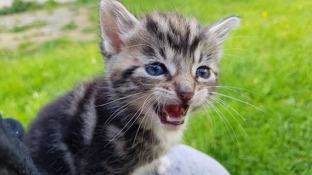 Descarga gratuita Kitten Roar Lion: foto o imagen gratuita para editar con el editor de imágenes en línea GIMP