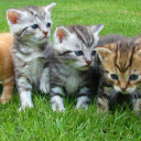Kittens basking in the sun  screen for extension Chrome web store in OffiDocs Chromium