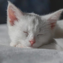 KITTEN SLEEPING Theme  screen for extension Chrome web store in OffiDocs Chromium