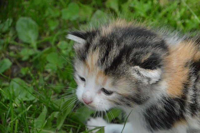 Free download Kitten Sniff Feel -  free photo or picture to be edited with GIMP online image editor