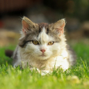 KITTEN THEME  screen for extension Chrome web store in OffiDocs Chromium