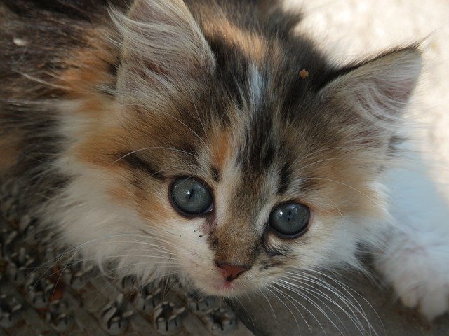 Kostenloser Download Kitten Tricolor Kitty - kostenloses kostenloses Foto oder Bild zur Bearbeitung mit GIMP Online-Bildbearbeitung