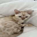 kitten wallpaper with soft, silky fur  screen for extension Chrome web store in OffiDocs Chromium