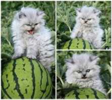 Free download kitten with watermelon free photo or picture to be edited with GIMP online image editor