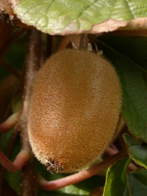 Free download Kiwi Fruit Tree -  free photo or picture to be edited with GIMP online image editor