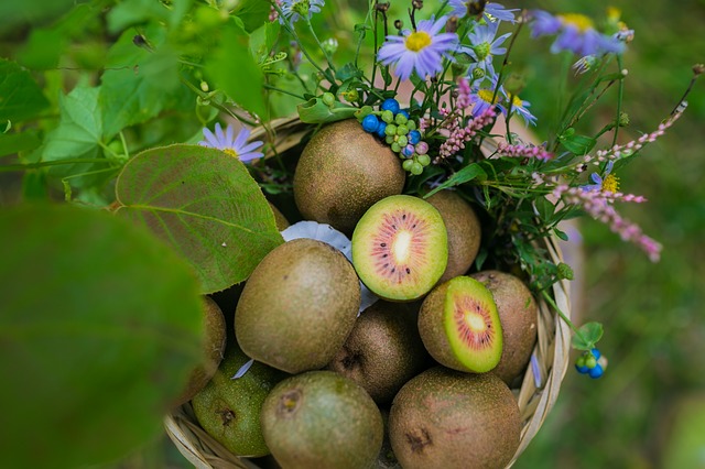 Free download kiwi sichuan ya an free picture to be edited with GIMP free online image editor
