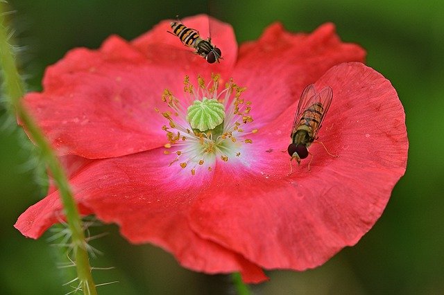 Free download Klatschmohn Hoverfly Nature -  free photo or picture to be edited with GIMP online image editor