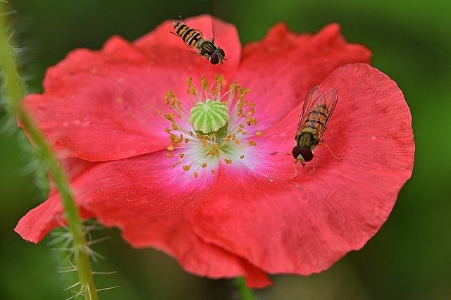 הורדה חינם Klatschmohn Hoverfly Nature - תמונה או תמונה בחינם לעריכה עם עורך תמונות מקוון GIMP