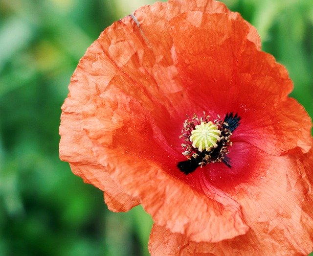 Free download Klatschmohn Meadow Red -  free photo or picture to be edited with GIMP online image editor