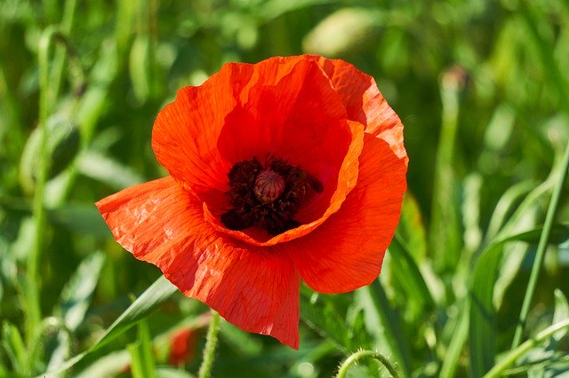 Free download Klatschmohn Plant Flower -  free photo or picture to be edited with GIMP online image editor