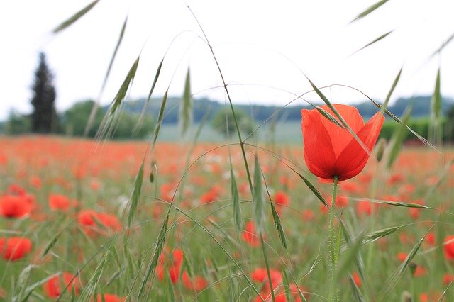 Template Photo Klatschmohn Poppy Flower -  for OffiDocs