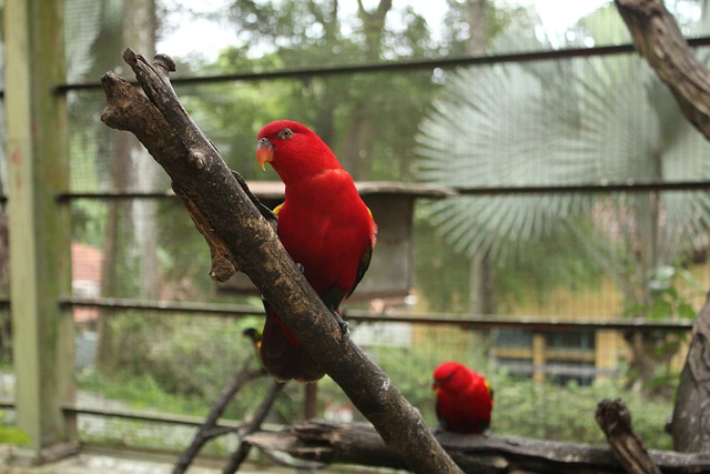 Descărcare gratuită kl bird park bird papagal pene imagine gratuită pentru a fi editată cu editorul de imagini online gratuit GIMP