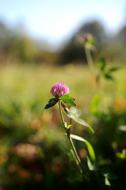 Bezpłatne pobieranie Klee Blossom Bloom - bezpłatne zdjęcie lub obraz do edycji za pomocą internetowego edytora obrazów GIMP