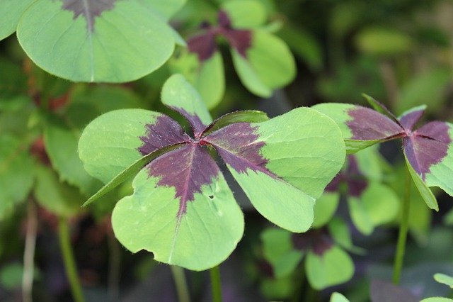 Free download Klee Luck Lucky Charm -  free photo or picture to be edited with GIMP online image editor