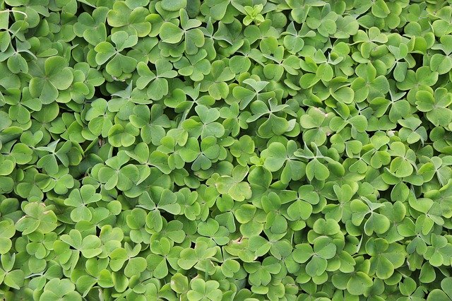 Free download Klee Nature Green -  free photo or picture to be edited with GIMP online image editor
