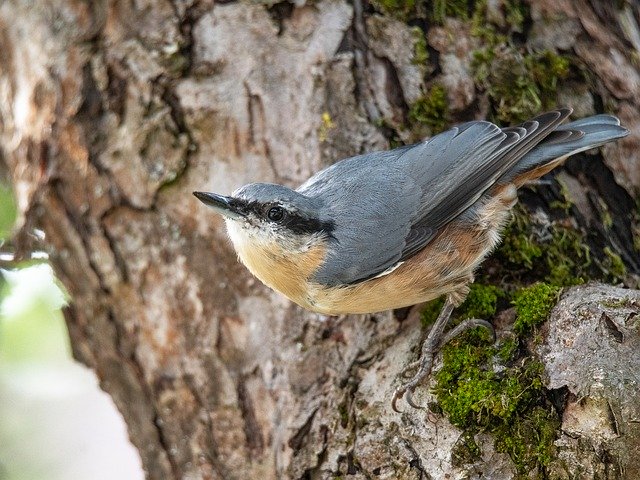 Descărcare gratuită Kleiber Bird Garden - fotografie sau imagine gratuită pentru a fi editată cu editorul de imagini online GIMP