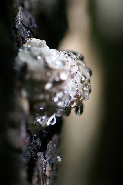 Darmowe pobieranie Klibbticka Mushroom Ticking - darmowe zdjęcie lub obraz do edycji za pomocą internetowego edytora obrazów GIMP