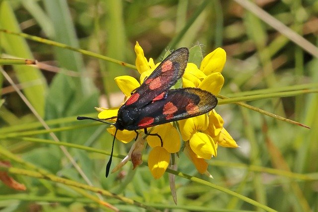 ດາວ​ໂຫຼດ​ຟຣີ Køllesværmer Grass Flower - ຮູບ​ພາບ​ຟຣີ​ຫຼື​ຮູບ​ພາບ​ທີ່​ຈະ​ໄດ້​ຮັບ​ການ​ແກ້​ໄຂ​ກັບ GIMP ອອນ​ໄລ​ນ​໌​ບັນ​ນາ​ທິ​ການ​ຮູບ​ພາບ