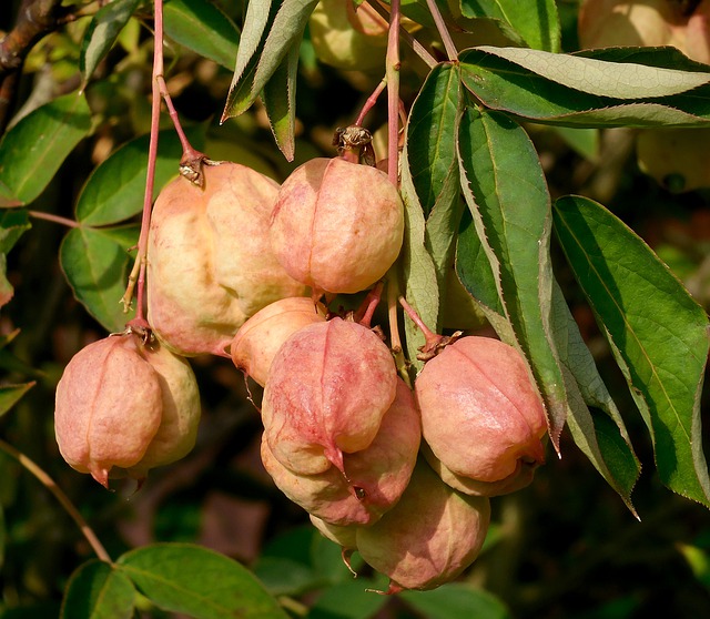 Téléchargement gratuit Klokoč Pinnate Staphylea Pinnata - photo ou image gratuite à modifier avec l'éditeur d'images en ligne GIMP