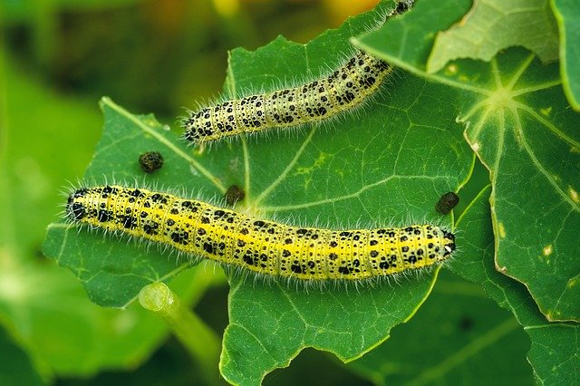 Descarga gratuita Kålsommerfugl Larvae Natural - foto o imagen gratuita para editar con el editor de imágenes en línea GIMP