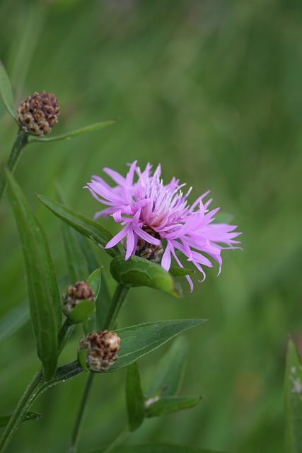 Free download knapweed centaurea wild plant free picture to be edited with GIMP free online image editor