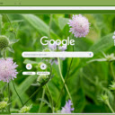 Knautia  screen for extension Chrome web store in OffiDocs Chromium