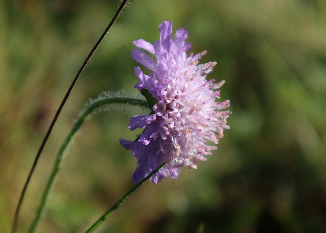 Free download knautia arvensis dew meadow free picture to be edited with GIMP free online image editor