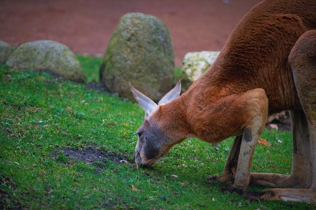 Descarga gratuita Känguru Focus Wildlife: foto o imagen gratuita para editar con el editor de imágenes en línea GIMP
