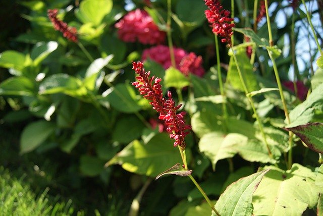 دانلود رایگان Knotweed Persicaria Plants - عکس یا تصویر رایگان قابل ویرایش با ویرایشگر تصویر آنلاین GIMP