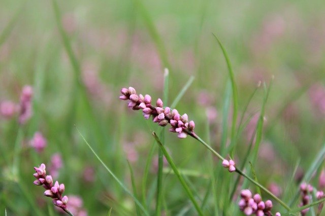 Free download Knotweed Smartweed Wildflower -  free photo or picture to be edited with GIMP online image editor