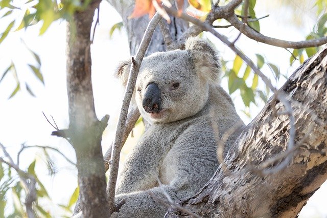 Free download Koala Animal Tree -  free photo or picture to be edited with GIMP online image editor
