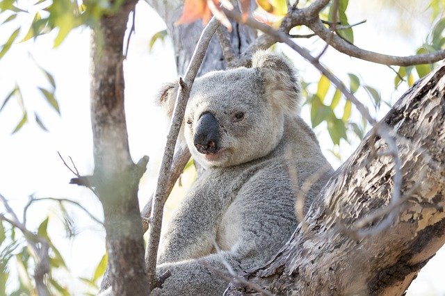 تنزيل Koala Animal Tree مجانًا - صورة أو صورة مجانية ليتم تحريرها باستخدام محرر الصور عبر الإنترنت GIMP