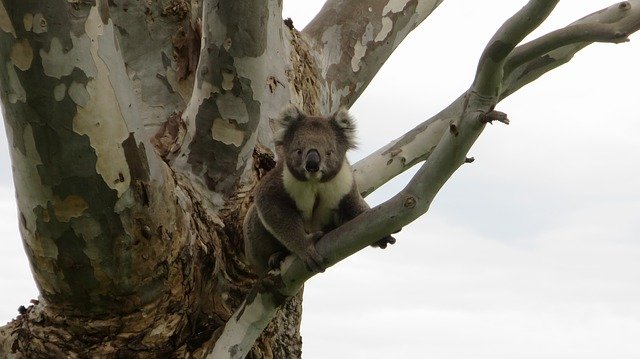 Free download Koala Australia -  free photo or picture to be edited with GIMP online image editor