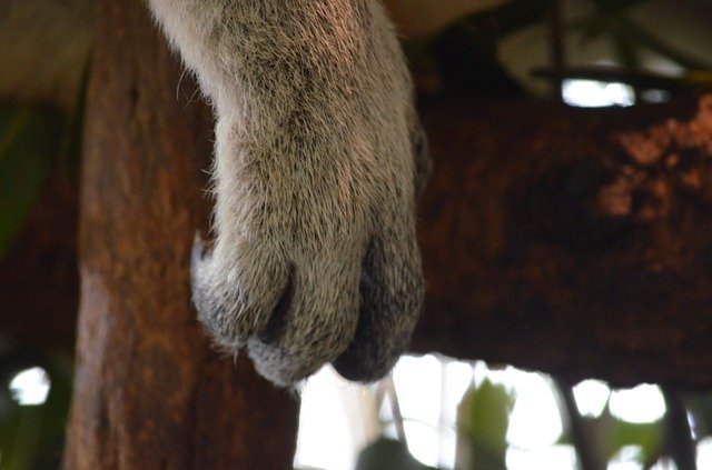Free download Koala Australia Brisbane -  free photo or picture to be edited with GIMP online image editor