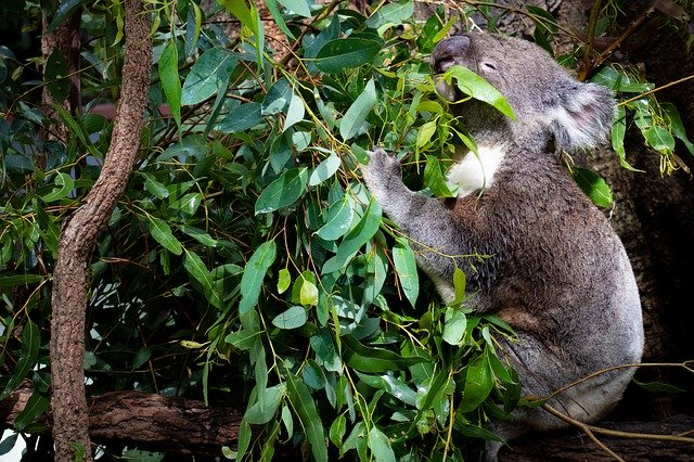 Koala Australia Cute 무료 다운로드 - 무료 무료 사진 또는 GIMP 온라인 이미지 편집기로 편집할 수 있는 사진