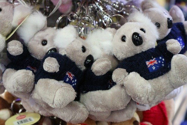 Free download Koala Australia Gray -  free photo or picture to be edited with GIMP online image editor