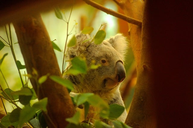 Free download koala bear animal zoo australia free picture to be edited with GIMP free online image editor