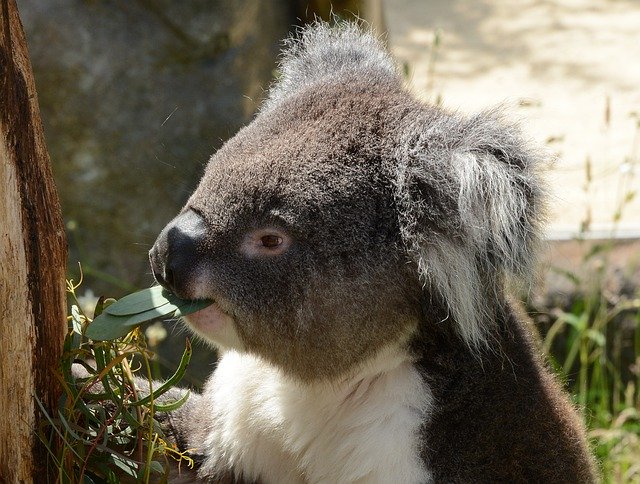 تنزيل مجاني Koala Bear Eating Animal - صورة مجانية أو صورة يتم تحريرها باستخدام محرر الصور عبر الإنترنت GIMP