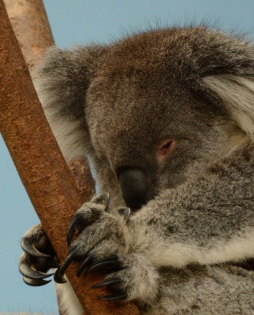 Free download Koala Bear Sleeping Animal -  free photo or picture to be edited with GIMP online image editor