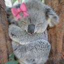 koala bear wallpaper  screen for extension Chrome web store in OffiDocs Chromium