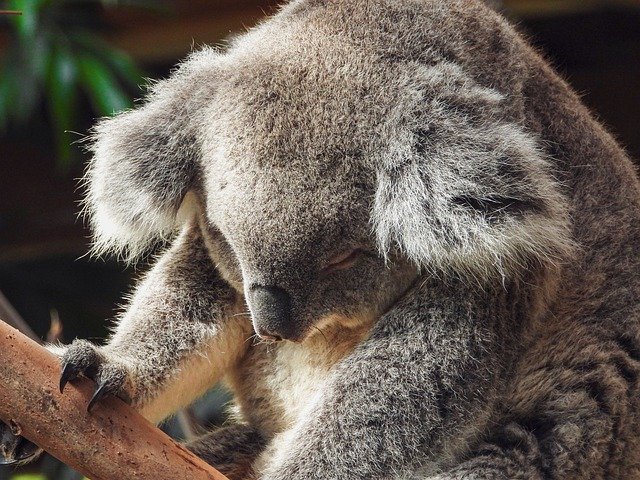 Free download Koala Buidelbeer Australia -  free free photo or picture to be edited with GIMP online image editor