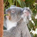 Koala Eating Young Leaves  screen for extension Chrome web store in OffiDocs Chromium