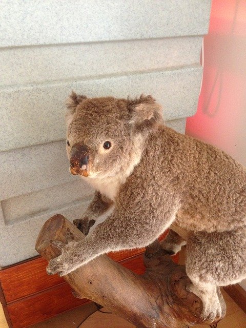 Téléchargement gratuit Koala Fur Nature - photo ou image gratuite à éditer avec l'éditeur d'images en ligne GIMP