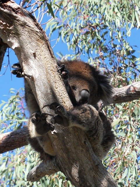 免费下载 Koala Lazy Eucalyptus - 使用 GIMP 在线图像编辑器编辑免费照片或图片