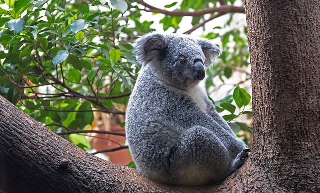 Free download koala marsupial animal wildlife free picture to be edited with GIMP free online image editor