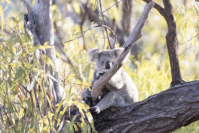 Bezpłatne pobieranie Koala Nature Animal - bezpłatne zdjęcie lub obraz do edycji za pomocą internetowego edytora obrazów GIMP