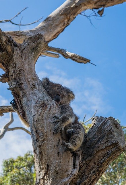 Bezpłatne pobieranie Koala Tree Aus - darmowe zdjęcie lub obraz do edycji za pomocą internetowego edytora obrazów GIMP